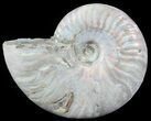 Silver Iridescent Ammonite - Madagascar #51503-1